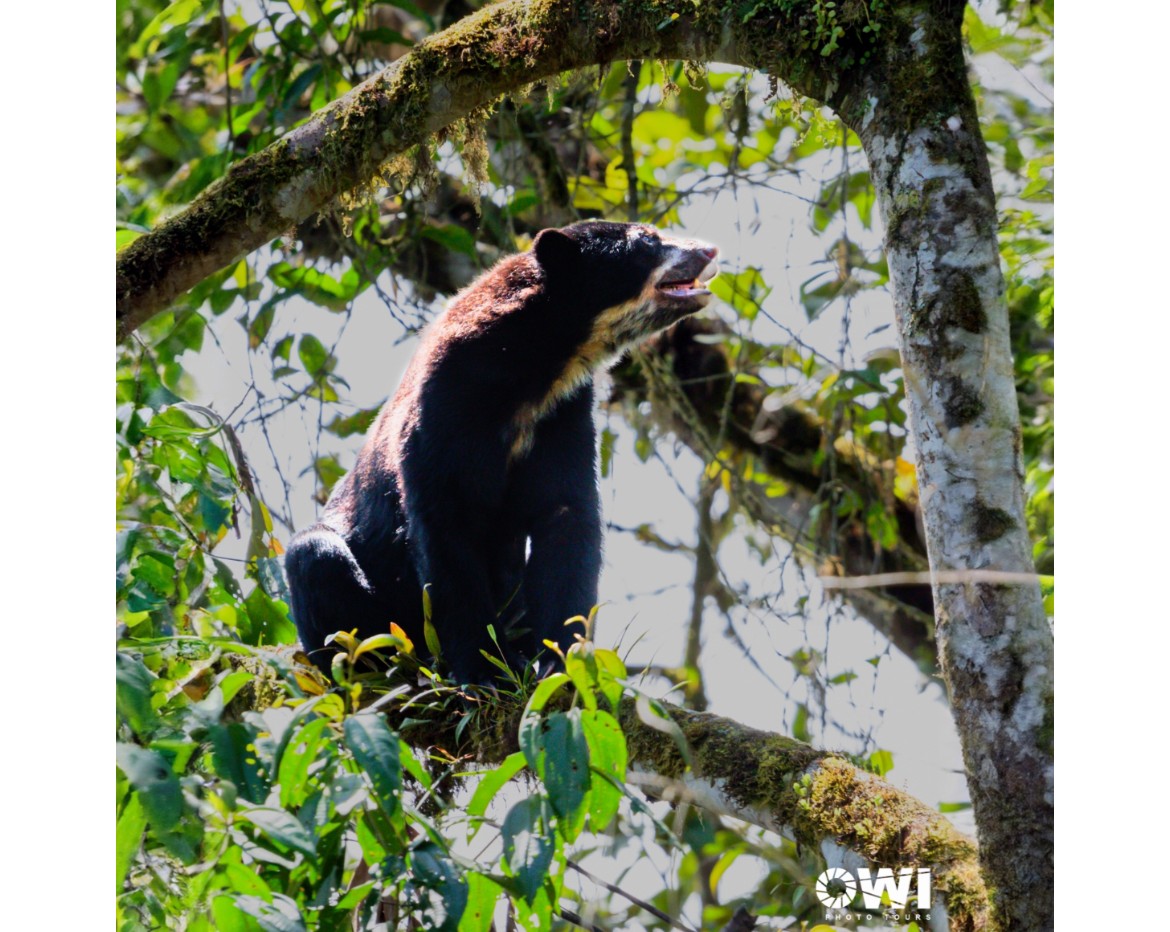 Ecuador: Von den Wurzeln im Nebelwald zu globalen Wirkungen