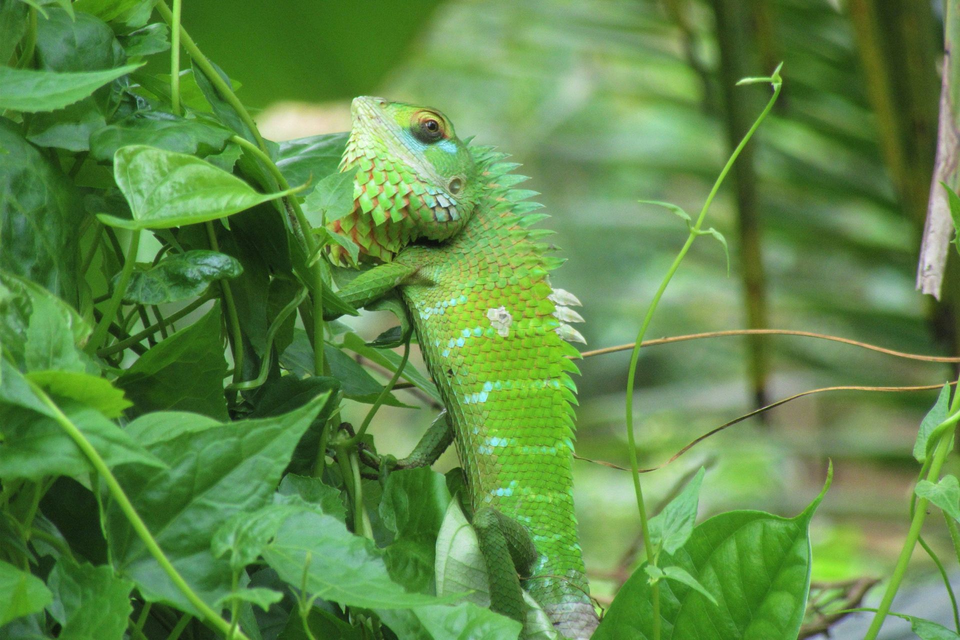 Biodiversität in Tourismusstrategien: viel Natur, wenig Schutz